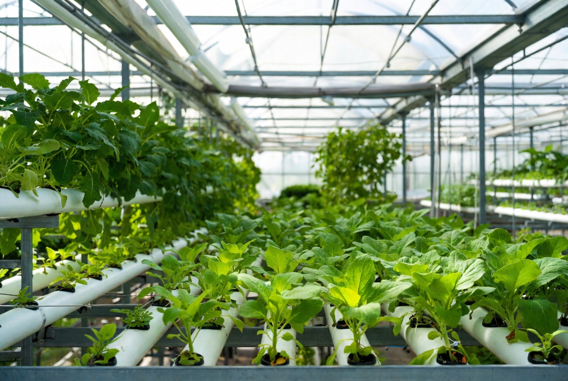 Wakaf Produktif Kebun Hidroponik